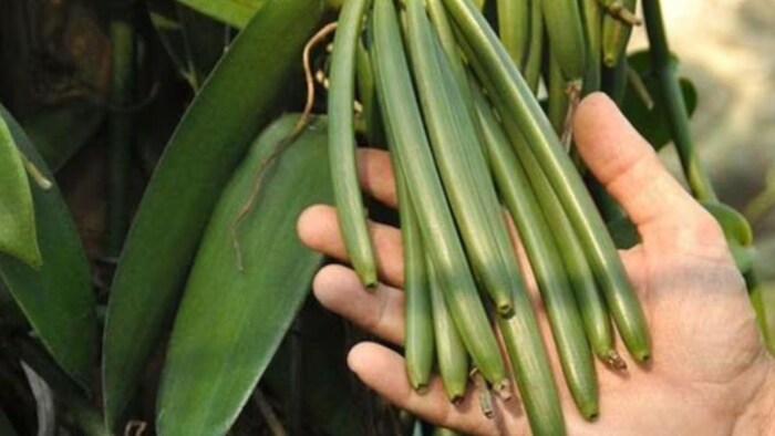 दुनिया का दूसरा सबसे महंगा फ्लेवर वाला पौधा लगा कर किसान कमा सकते हैं बेहतर मुनाफा