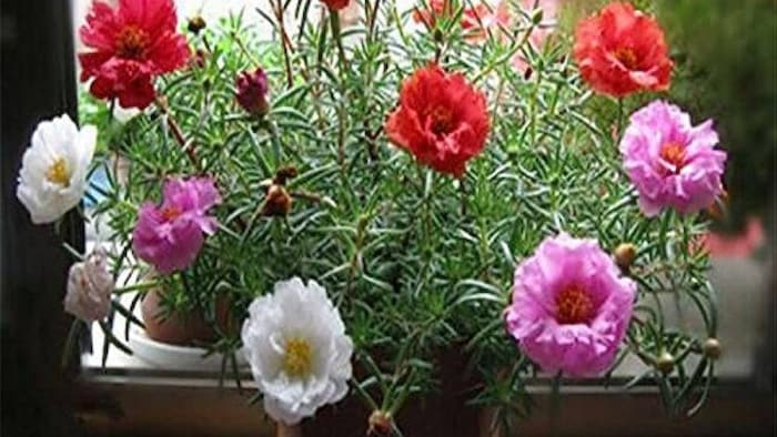 घर में लगाएं दस बजिया फूल का पौधा