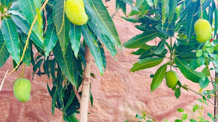 रेगिस्तान में आम की खेती