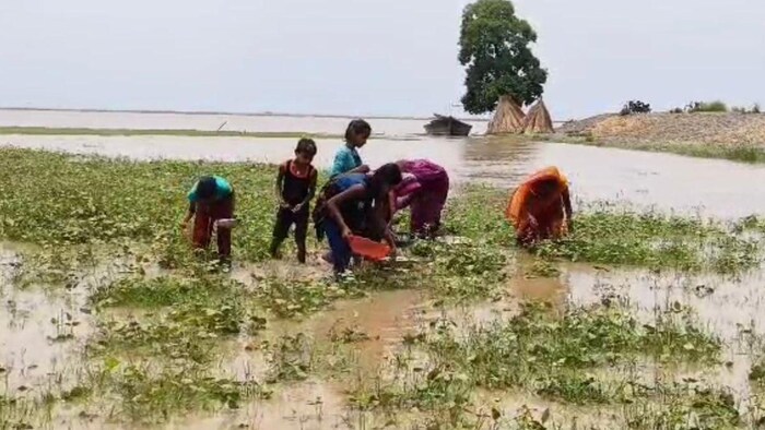 कोसी नदी में उफान से आफत में किसान