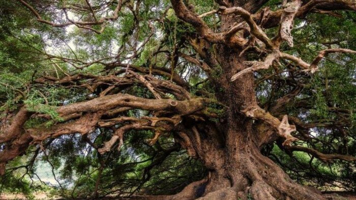 इस राज्य में 75 साल पुराने पेड़ों को भी मिलेगी बुढ़ापा पेंशन, (सांकेतिक तस्वीर)