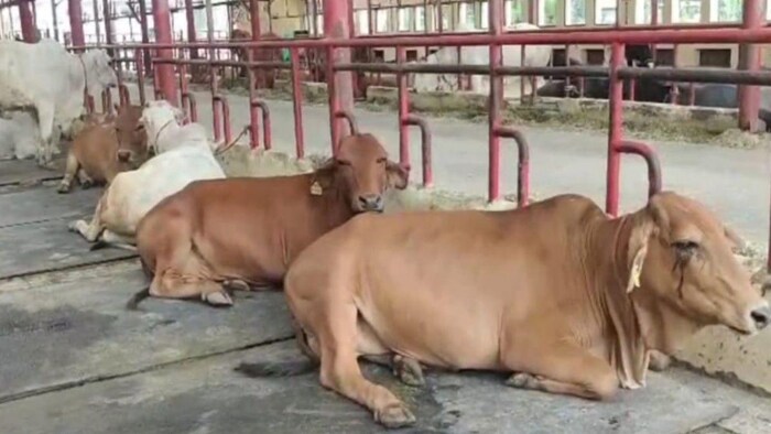 दूध बढ़ाने में मदद करती है म्यूजिक थेरेपी