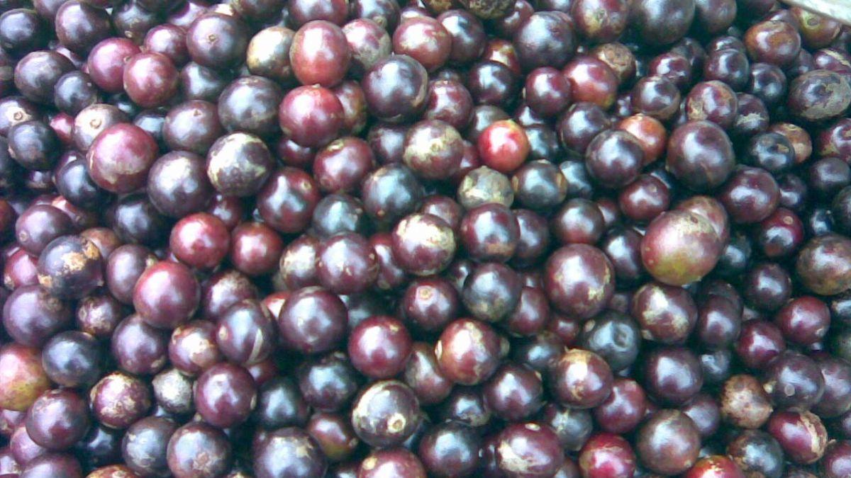 औषधीय गुणों से भरपूर गोरखपुर के मशहूर पनियाला को मिला GI टैग, (सांकेतिक तस्वीर)