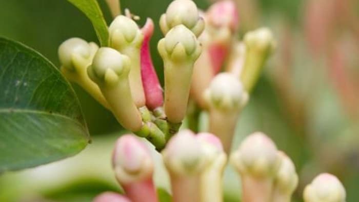 मॉनसून में करें औषधीय गुणों से भरपूर इस मसाले की खेती