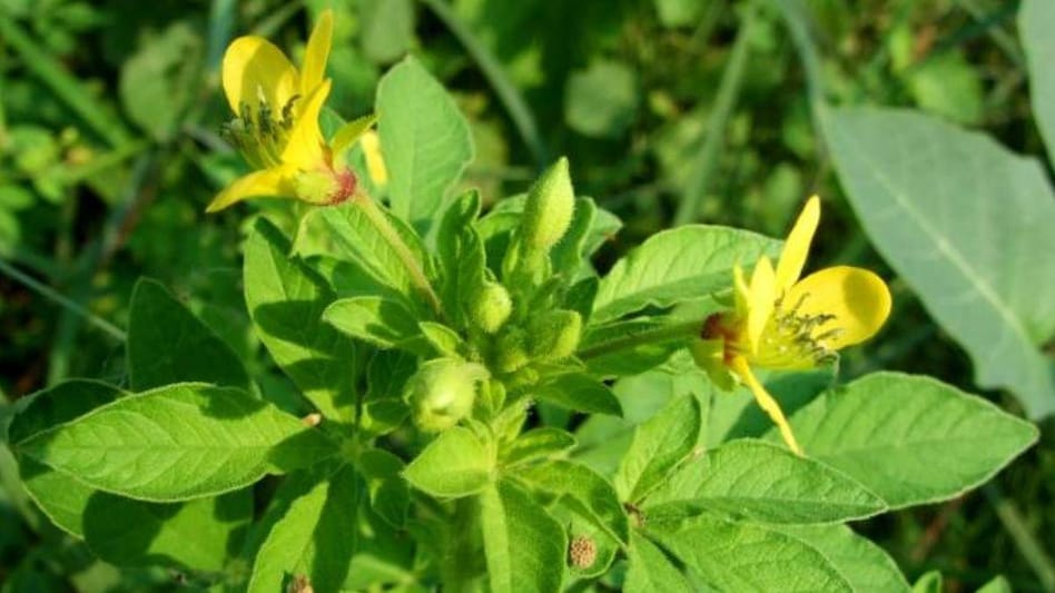 Medicinal Plant: गुणों की है खान, हुरहुर है नाम, क्या इस औषधीय पौधे के बारे में जानते हैं आप! Medicinal Plant: गुणों की है खान, हुरहुर है नाम, क्या इस औषधीय पौधे के बारे में जानते हैं आप!