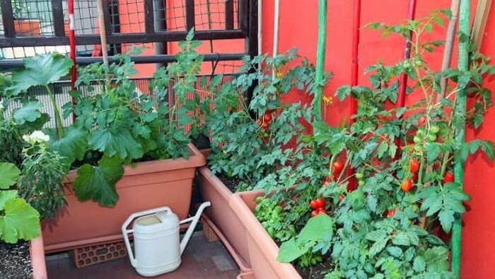 अपने किचन गार्डन को चमकाएं, घर बैठे बीज की किट मंगवाएं