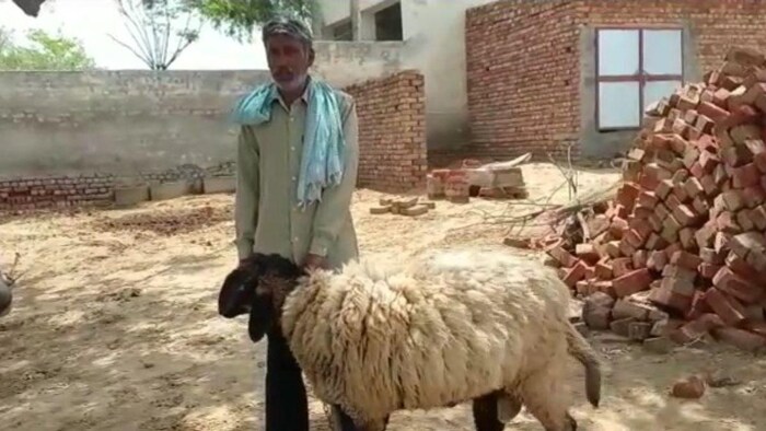 मेमने की कीमत 1 करोड़ देने को तैयार