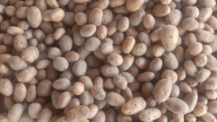 जानिए आलू की उन्नत किस्मों के बारे में