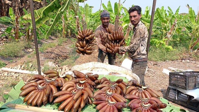 लाल केले की खेती से किसान को हो रहा है अच्छा मुनाफा