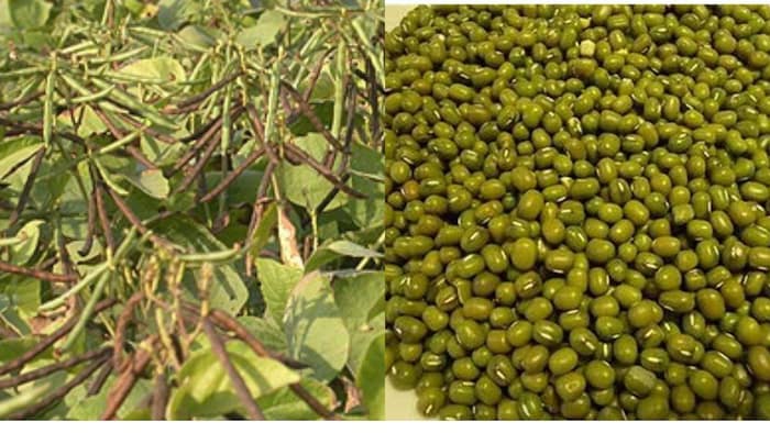 खरीफ सीजन में मूंग से बेहतर उपज के लिए उन्नत किस्मों का चुनाव करें