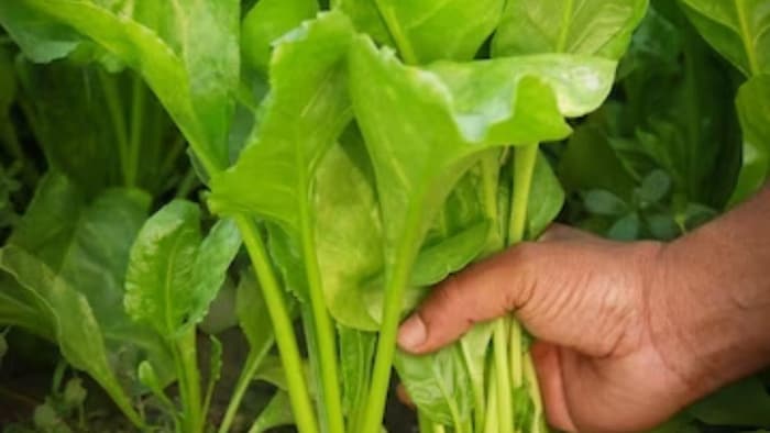 किसान पालक की खेती करते हैं अच्छी कमाई