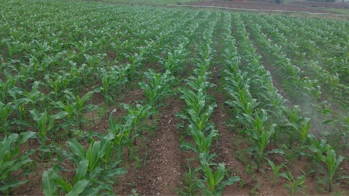 मक्के की खेती से किसानों को हो सकता हैं अच्छा मुनाफा