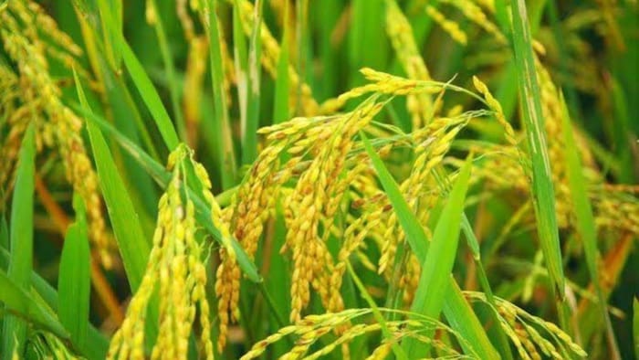 ऊसर भूमि के लिए खास है धान की यह किस्म