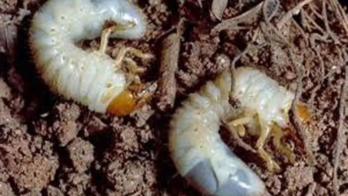 सफेद लट फसलों को काफी नुकसान करती हैं. फोटो- By arrengement