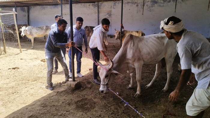 राजस्थान में पशु चिकित्सा अधिकारियों के पद खाली पड़े हैं. फोटो- DIPR