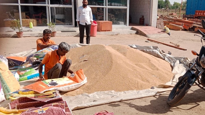 मध्य प्रदेश में इस बार गेहूं की रिकॉर्ड खरीद की गई है