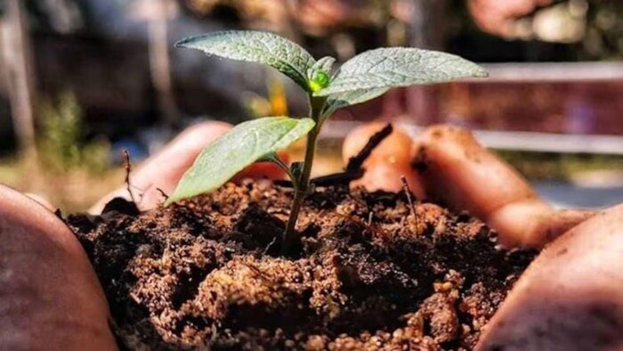 World Environment Day: प्रकृति प्रेमी ने पौधारोपण को बढ़ावा देने के लिए घर में बनाया बीज बैंक