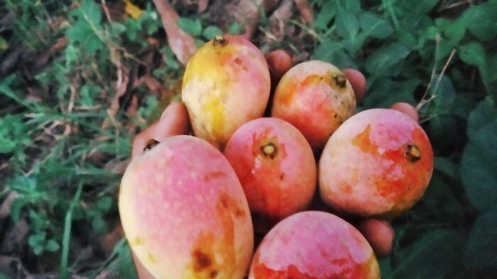 यकुति आम की मिठास से बढ़ी बाजार में डिमांड, फोटो: किसान तक