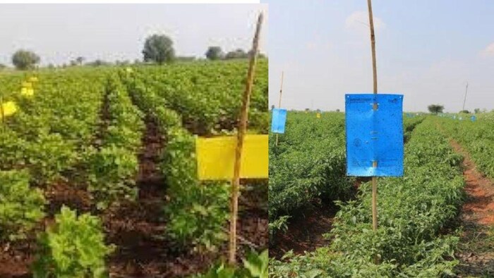 पीले,नीले रंगों के स्टिकी ट्रैप से फसल के हानिकारक कीटों की रोकथाम