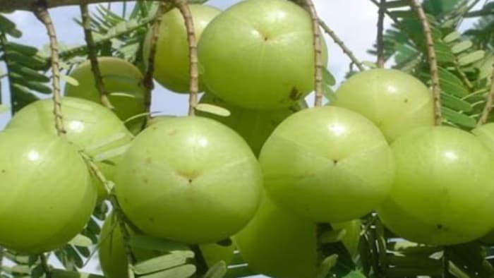 आंवले की खेती पर बंपर सब्सिडी दे रही बिहार सरकार