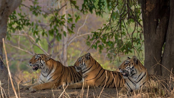 हाई टेक्नोलॉजी की मदद से होगी अब जानवरों की सुरक्षा