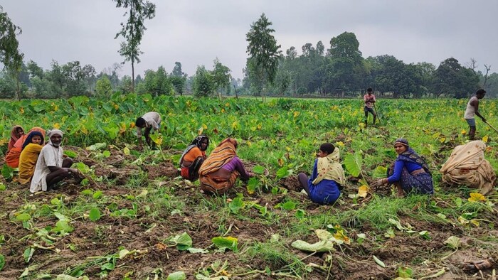 अरबी की खुदाई
