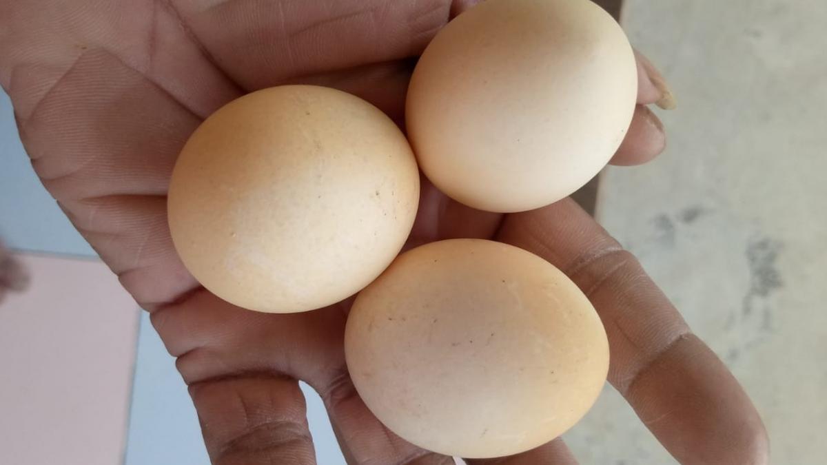 Poultry Egg: बरवाला अंडा मंडी के रेट में सुधार, फिर भी घाटे में बेच रहे छोटे फार्मर, जानें वजह