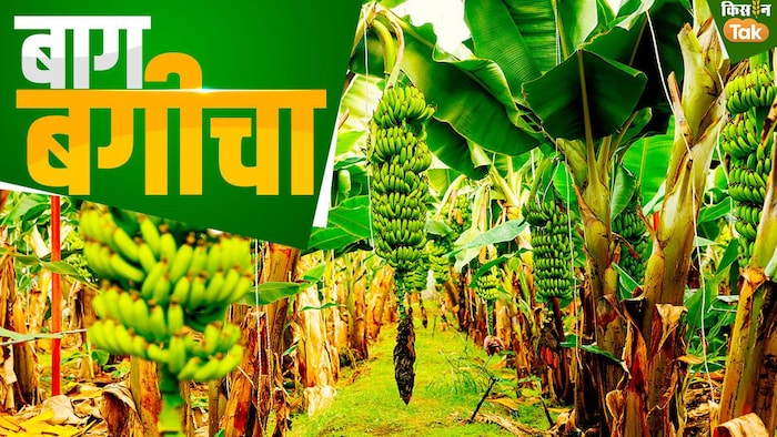 केले की खेती से जुड़ी जरूरी बातें