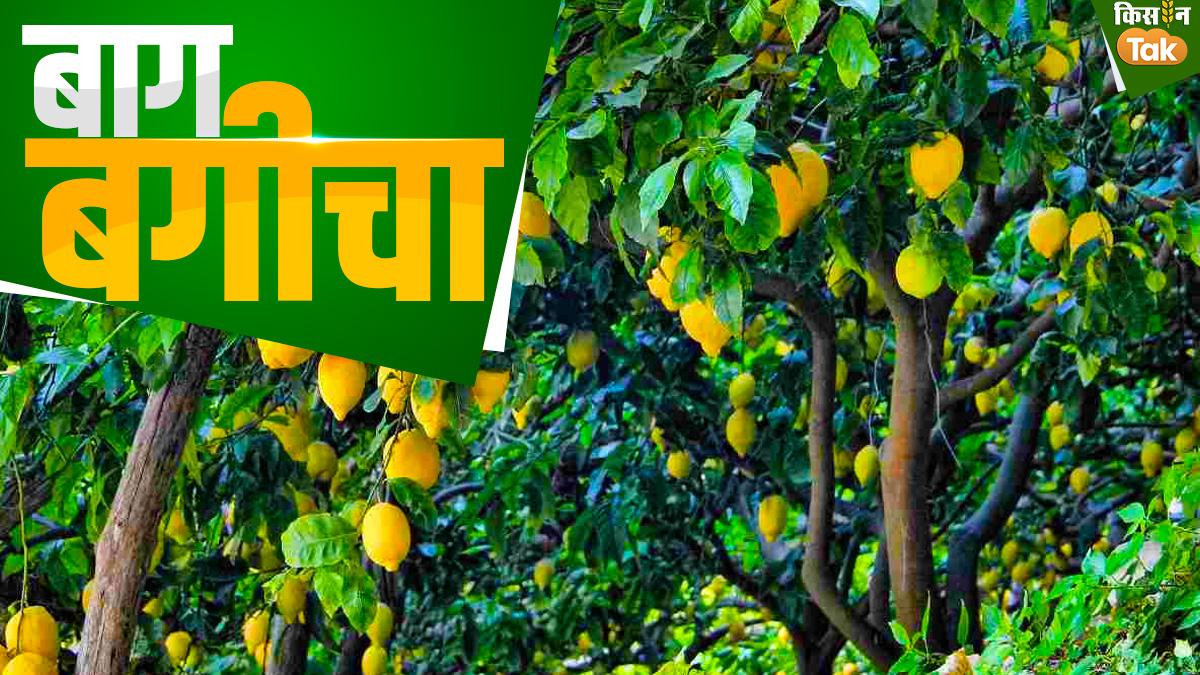 Lemon Special : नींबू की बागवानी फायदे का सौदा, ये किस्में हैं खास, जानें पूरी बात