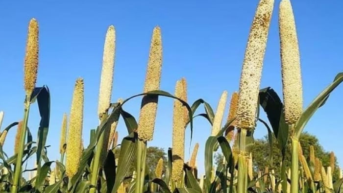 बाजरे को कीटों के प्रकोप से बचाना जरूरी होता है