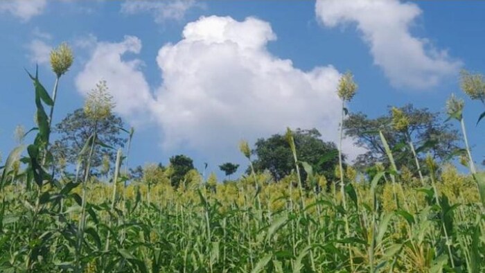 बाजरे के खेत फोटोः किसान तक
