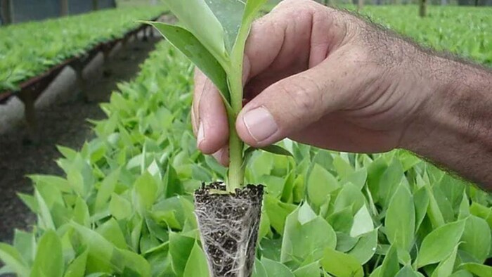 केले की उन्नत किस्म, सांकेतिक तस्वीर