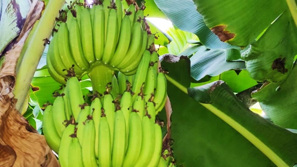 Banana Farming: केला विकास निगम बनाने को लेकर मुख्यमंत्री एकनाथ शिंदे ने कही बड़ी बात, विधानसभा में उठा मुद्दा Banana Farming: केला विकास निगम बनाने को लेकर मुख्यमंत्री एकनाथ शिंदे ने कही बड़ी बात, विधानसभा में उठा मुद्दा