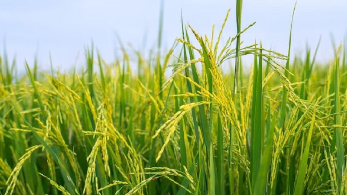 हरियाणा में कई जगह बाढ़ से धान की फसल बर्बाद हो गई है