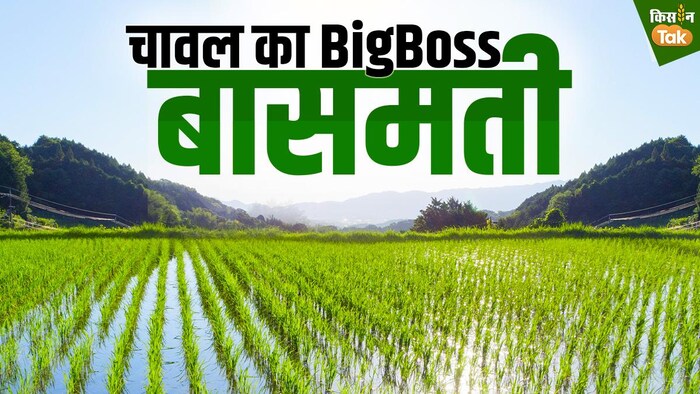 भारत दुनिया का सबसे बड़ा बासमती चावल उत्पादक है (Photo-Kisan Tak).