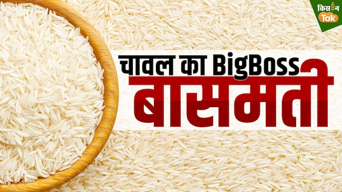 बासमती चावल का कितना है एक्सपोर्ट (Photo-Kisan Tak).