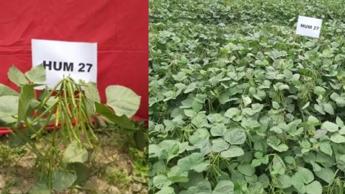 मालवीय जनक्रांति मूंग