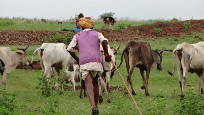कब्जे से मुक्त होगी गोचर भूमि