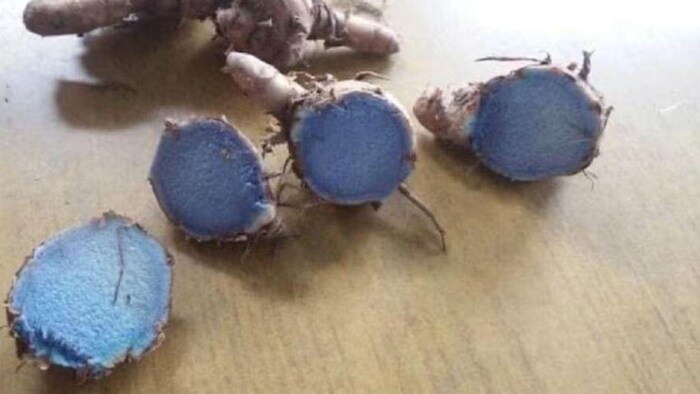 किसानों को काली हल्दी की खेती से मिलेगा अच्छा मुनाफा