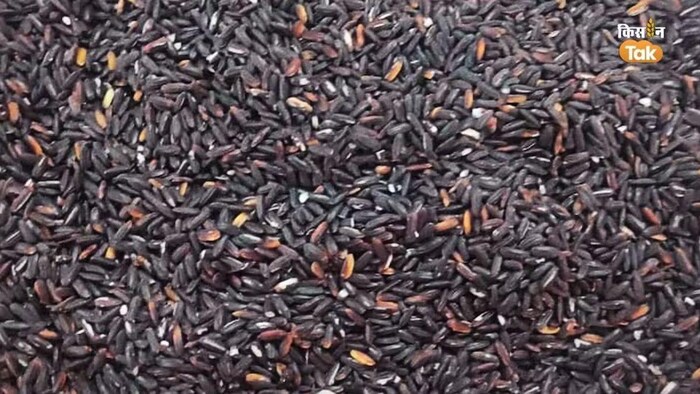 मणिपुरी में हिंसा के बीच इंफाल में शुरू हुई काले धान की खेती