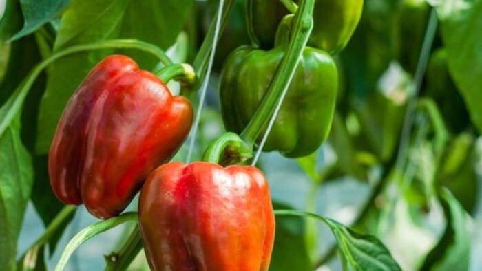 शिमला मिर्च का किसानों को मिला रहा है अच्छा भाव