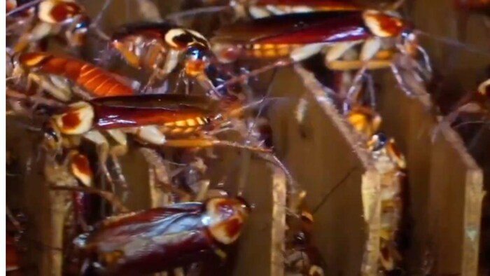 Cockroach Farming: चीन में कॉकरोच की खेती
