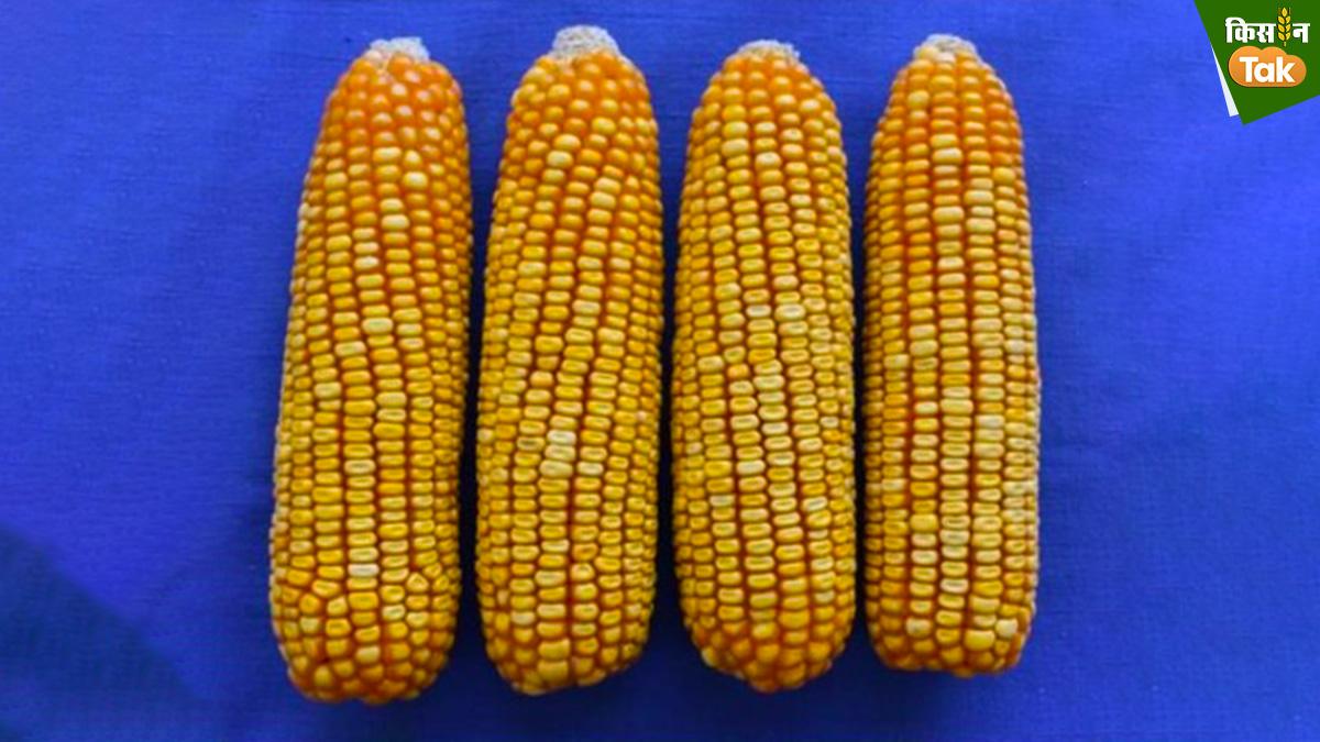 आसान नहीं है क्वालिटी प्रोटीन मक्का की खेती, रखनी पड़ती है विशेष सावधानी 