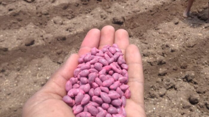 बारिश में हो रही देरी के कारण खरीफ फसलों की बुवाई हुई ठप (फोटो किसान )