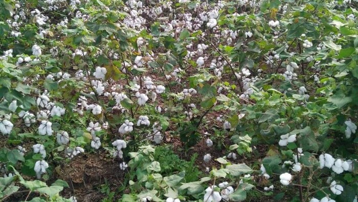 कपास की फसलों पर बढ़ा रोगों का अटैक (फोटो किसान तक )