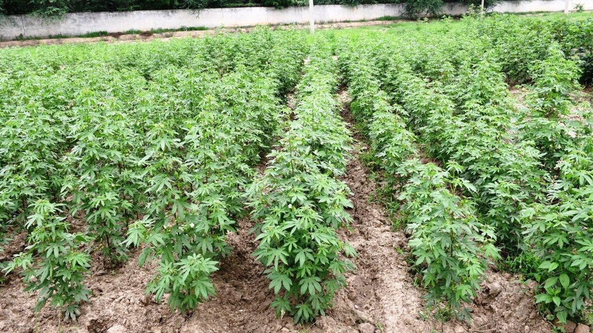 Cotton Farming: कपास की खेती के ल‍िए हर‍ियाणा कृष‍ि व‍िश्वव‍िद्यालय ने क‍िसानों को द‍िए ट‍िप्स 