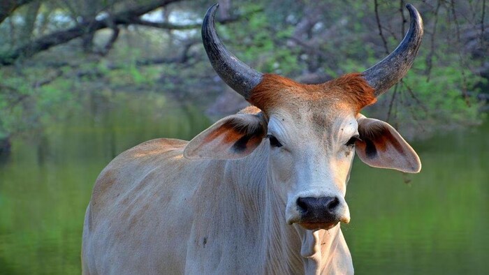 दुनिया की सबसे महंगी गाय (World’s Most Expensive Cow), सांकेतिक तस्वीर