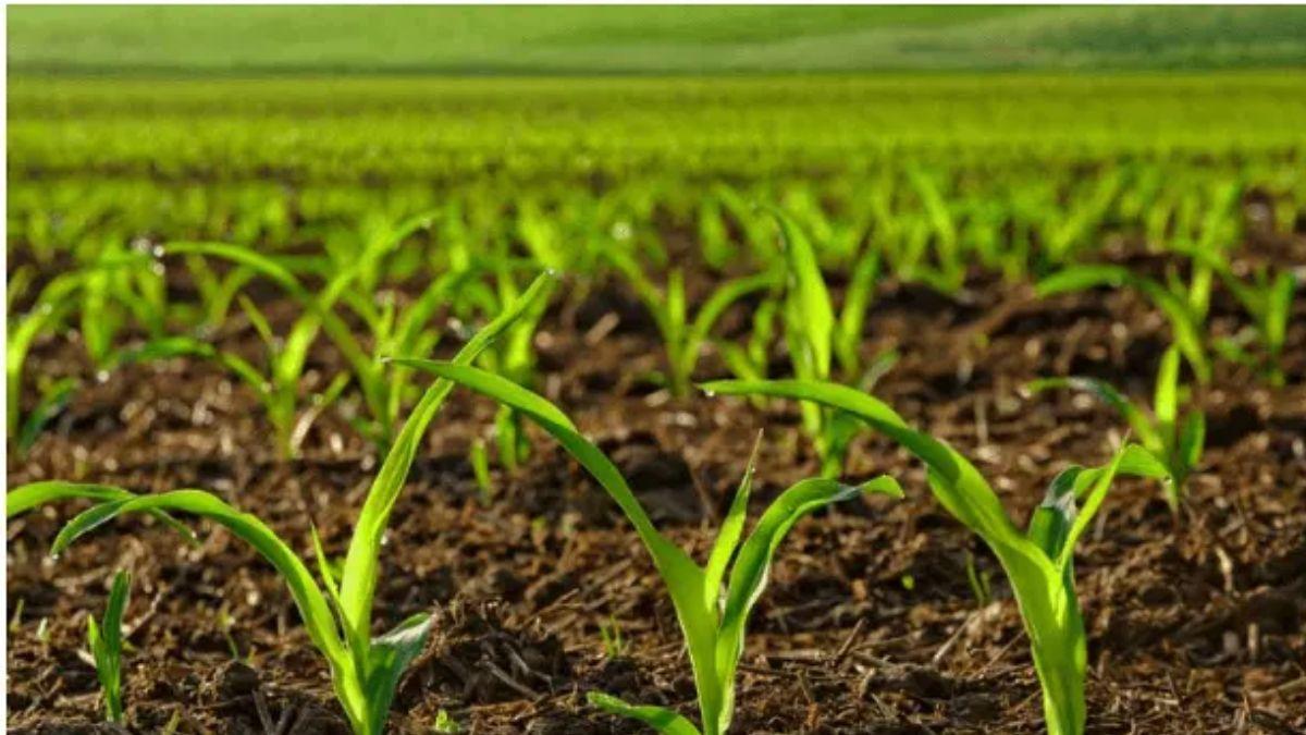 August Farming: इस महीने किस फसल को चाहिए कैसी देखभाल, जान लें पूरी बात