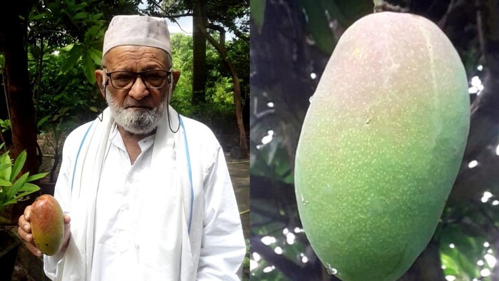 आम की नई किस्म दशहरी कलीम विकसित