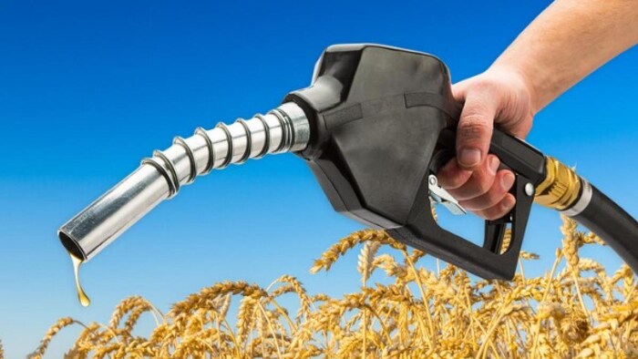 इथेनॉल बनाने के लिए एफसीआई डिस्टिलरी कंपनियों को चावल सप्लाई करता है (फोटो-Freepik)